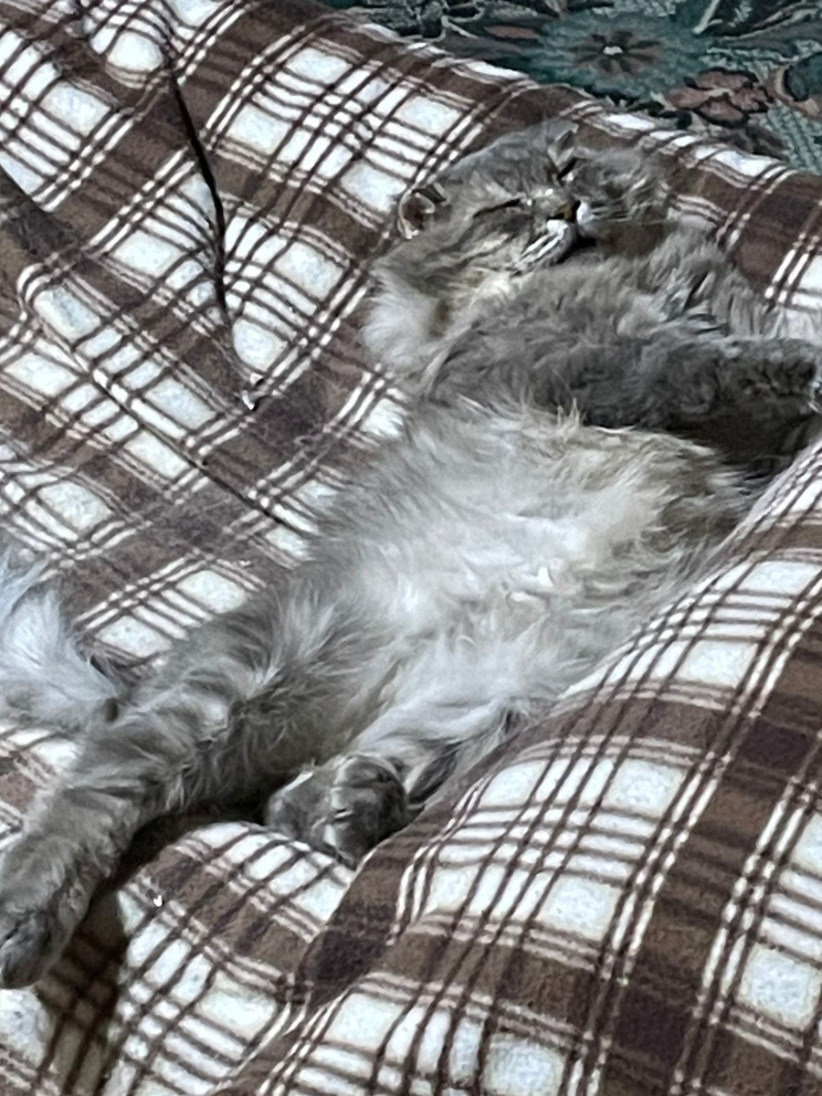 Да, я лучше на раскладушке  поваляюсь! Что я там на стеллаже не видел! Везде фото автора.