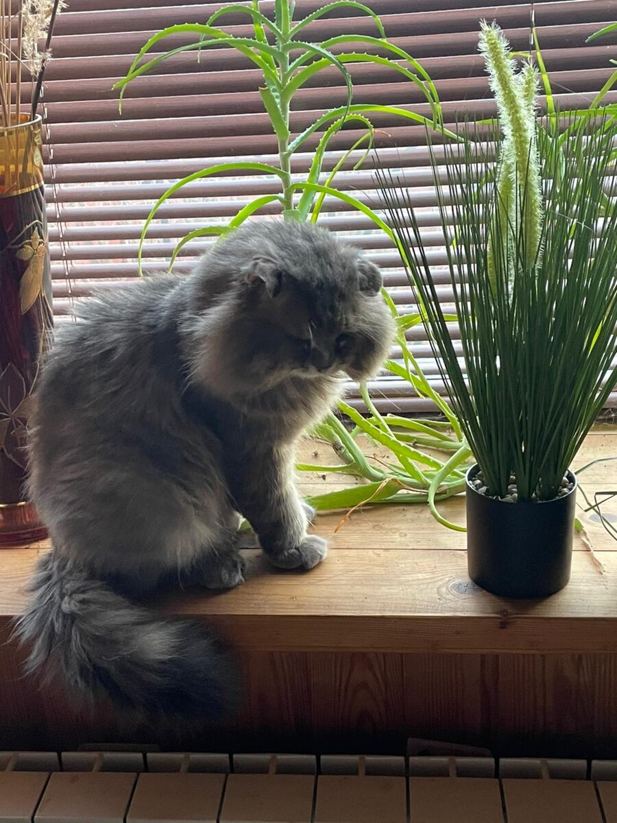 Филя в кои веки сидит на нелюбимом подоконнике.