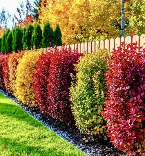 Зеленый щит для вашего участка: как защититься от дорожной пыли с помощью растений