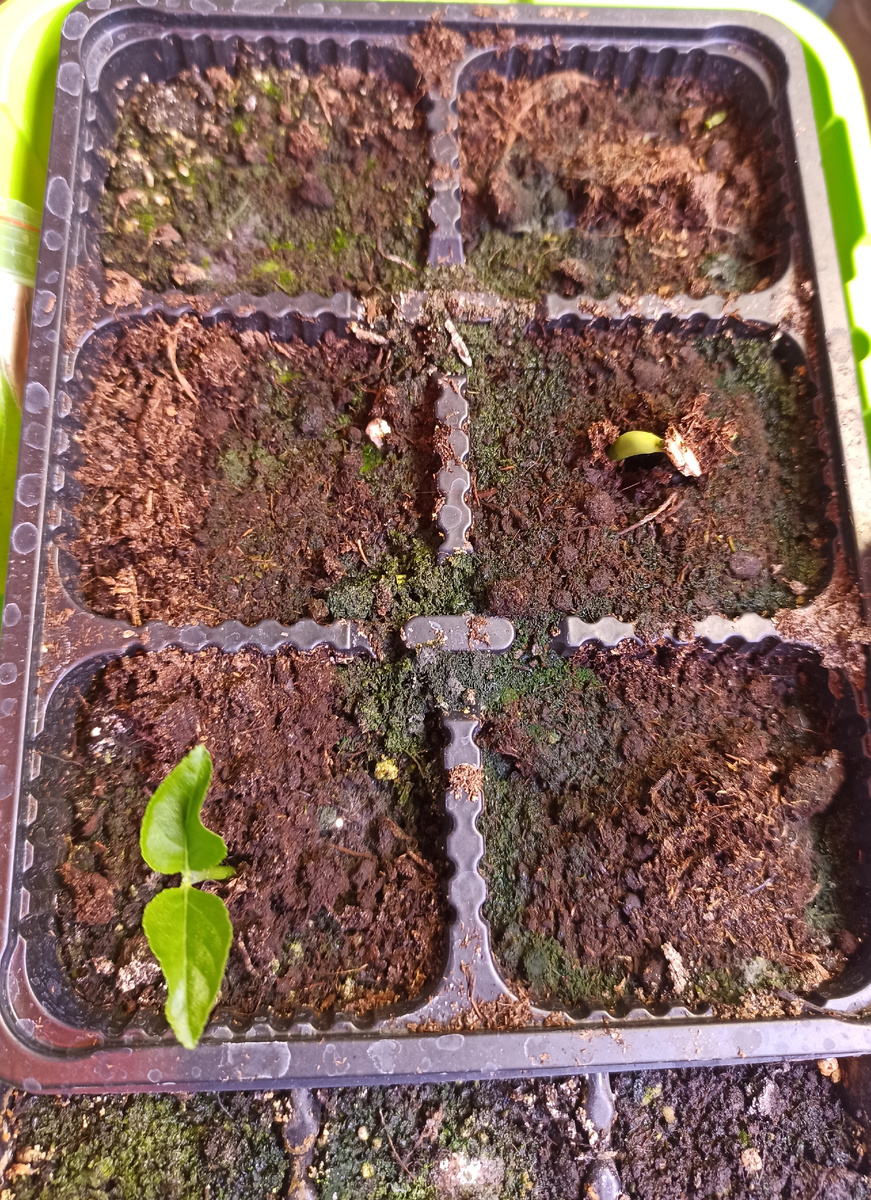 Лимон Пандероза