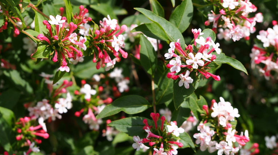 АБЕЛИЯ (Abelia)