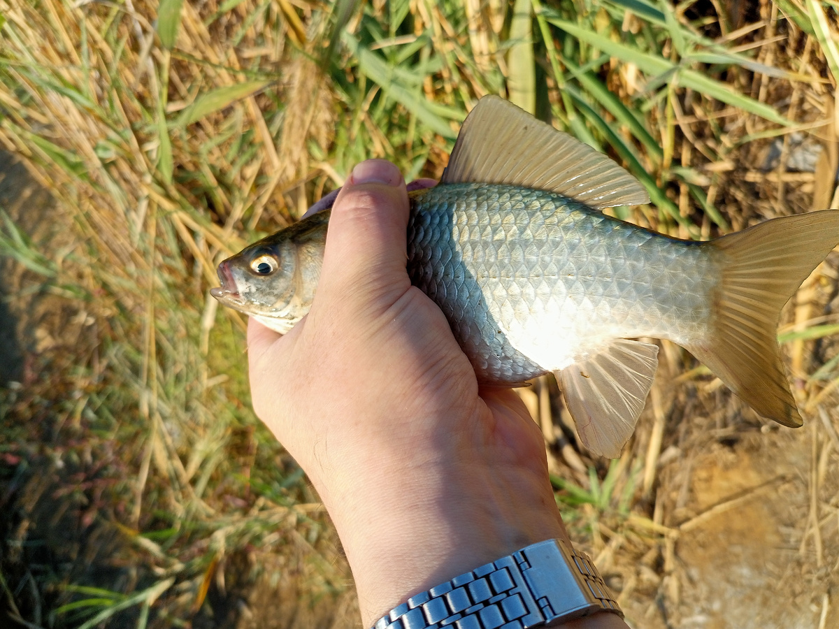 Карась, пойманный на кукурузу