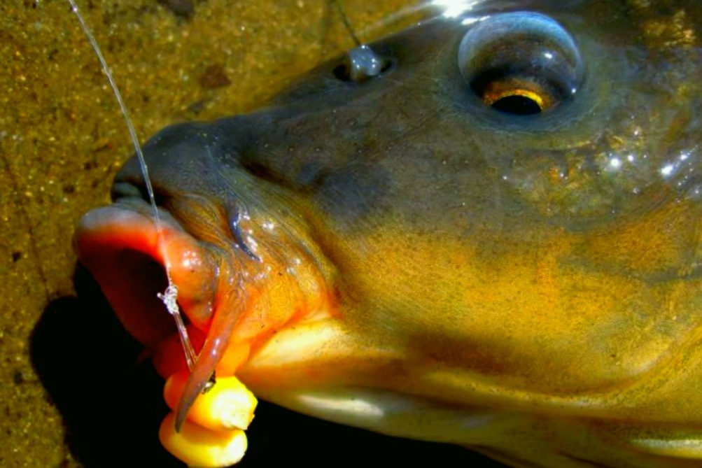 карп на кукурузу