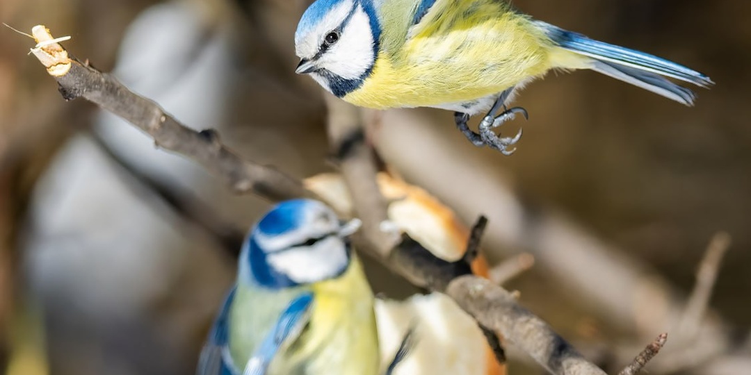 Пролетая над