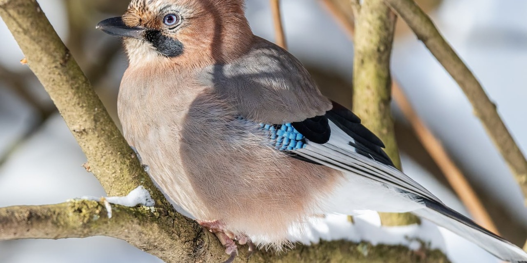 #Сойка #ГлавныйБотаническийСад