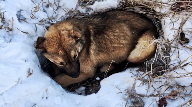 Замерзающий пес ждал на пустынной дороге — то, что случилось потом, заставит поверить в чудеса