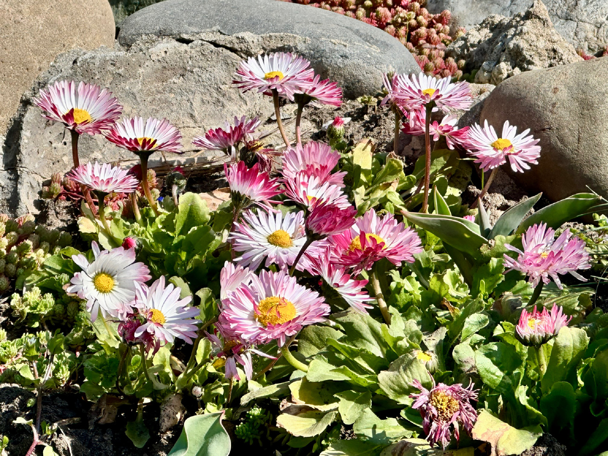 Цветы в марте.