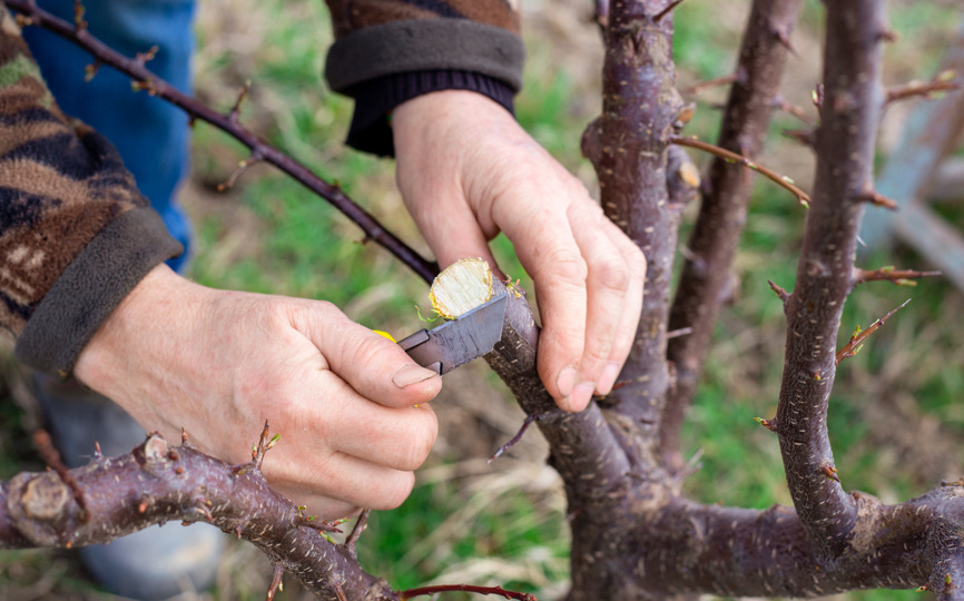 Основы прививки плодовых деревьев: от сроков до заготовки черенков. Часть 1