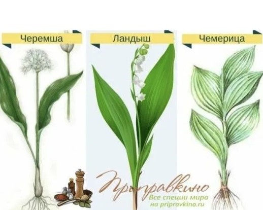 Фото с интернета