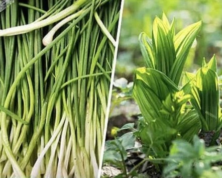 Черемша и черемица