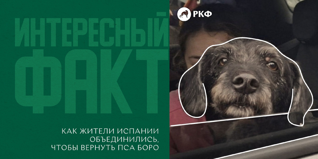 Интересный факт: Как жители Испании объединились, чтобы вернуть пса Боро