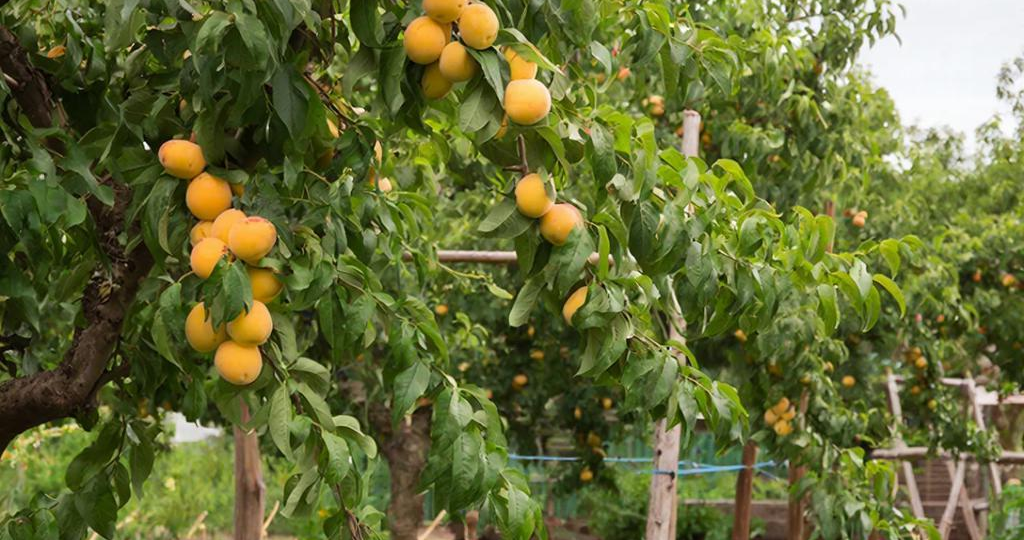 Секрет щедрого абрикоса: весенняя обрезка без ошибок