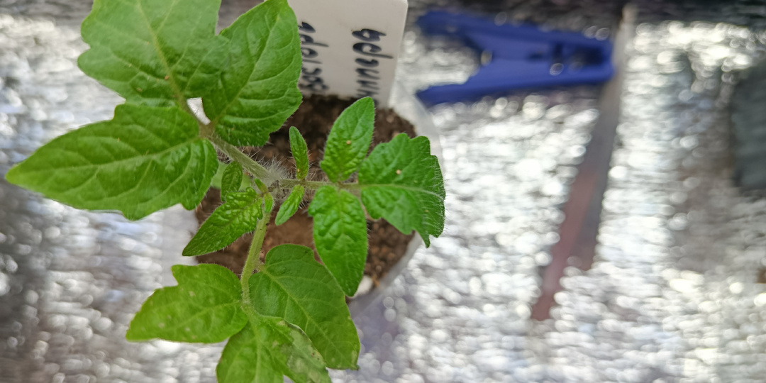 НИКОГДА не делайте это со всей рассадой/кустами!