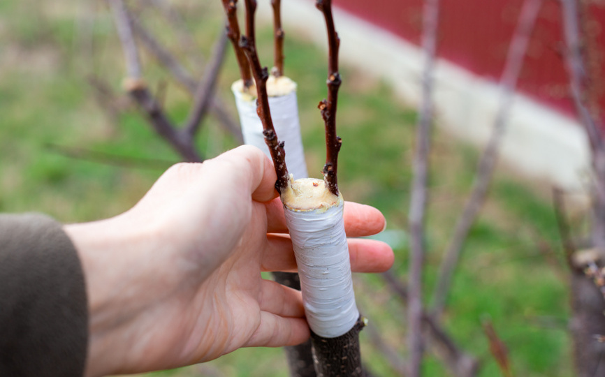 Распространенные ошибки, уход после прививки и кейсы успеха. Часть 3