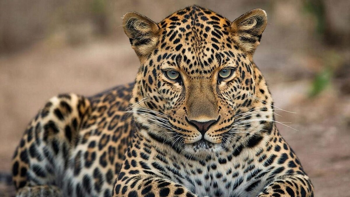    Изображение создано при помощи ИИ.