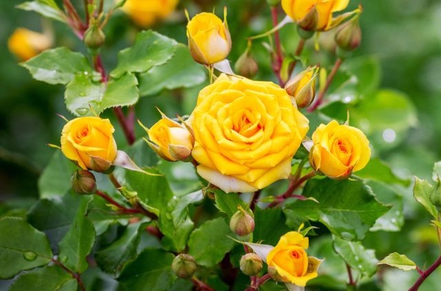 Гид по лучшим новинкам роз от ведущих европейских питомников  📷
