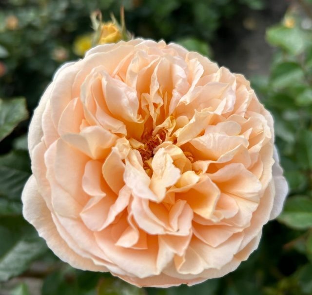 Роза чайно-гибридная «Марципан» (Rosa ‘Marzipan’). © rosen  📷
