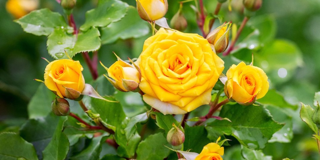 Гид по лучшим новинкам роз от ведущих европейских питомников