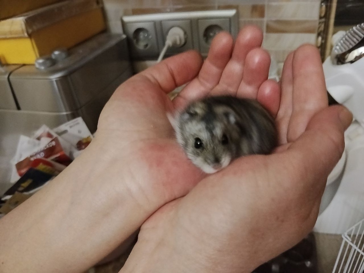 Фото автора. А это наш Хома проснулся!!! 😊