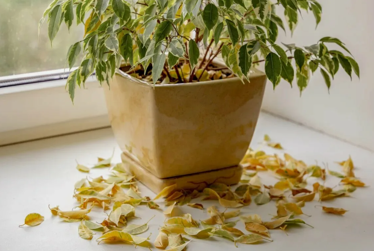 Источник фото: yandex.ru