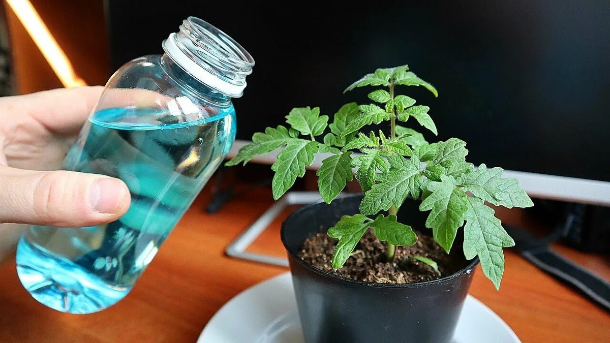 Подкормка томатов