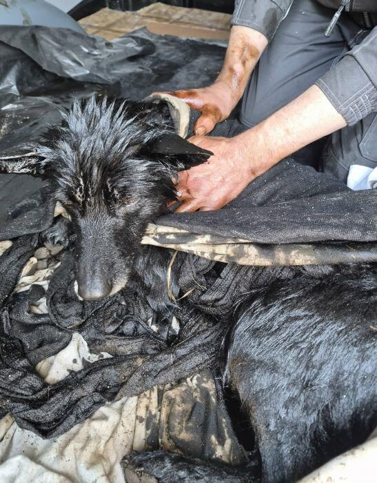 Неравнодушные псковичи спасли собаку из мазутной ловушки
Фото: из группы приюта «Шанс» в соцсети «ВКонтакте»