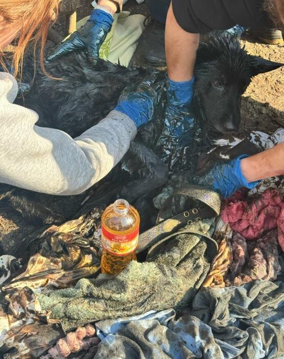 Неравнодушные псковичи спасли собаку из мазутной ловушки
Фото: из группы приюта «Шанс» в соцсети «ВКонтакте»