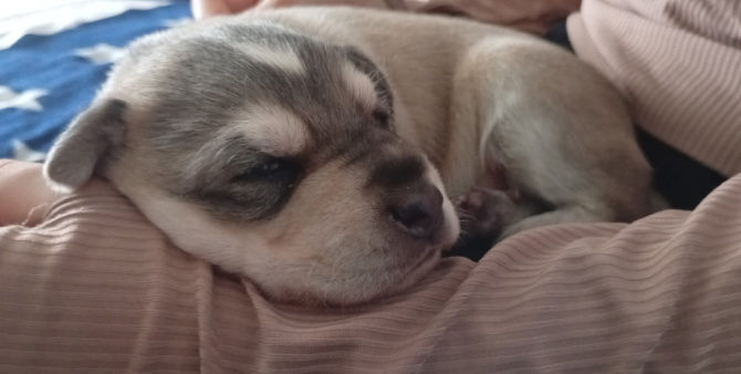 Брошенному погибать на морозе щенку из Полярного нашли семью