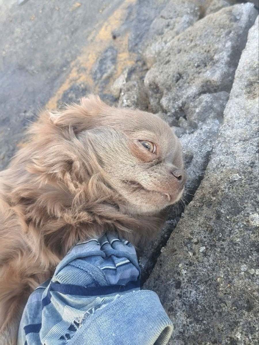 Собачка словно замерла и только моргала, для транспортировки ей организовали импровизированные мягкие носилки. 