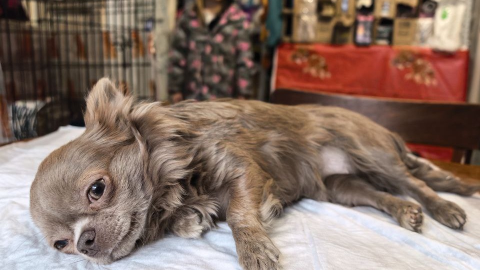 Дважды брошенная и оставленная чихуахуа