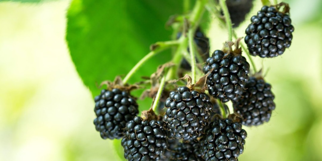 7 надёжных сортов бесшипной еживики, которые я рекомендую