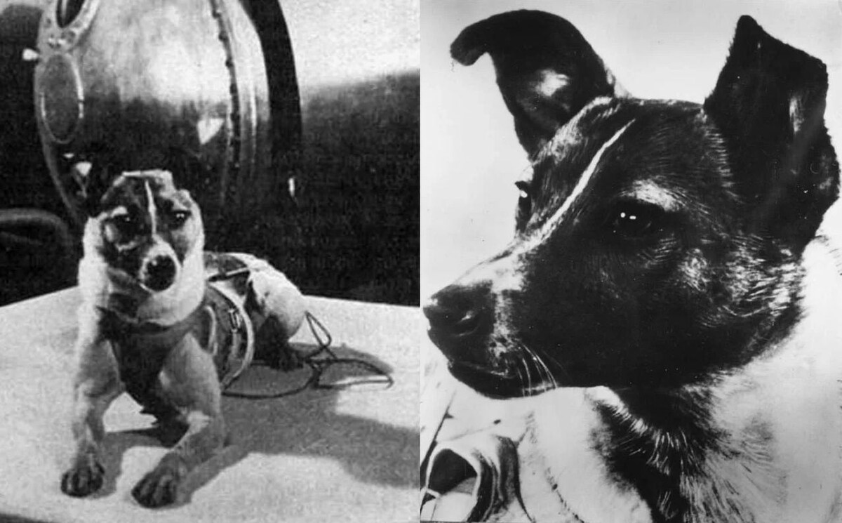 Источник: https://imgur.com/gallery/vXf6uRY