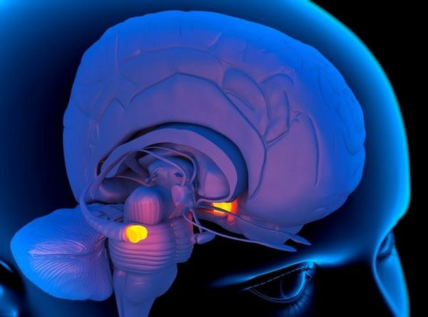 Миндалевидное тело (амигдала) — это небольшая, но жизненно важная область мозга, расположенная в глубине височных долей и входящая в состав лимбической системы. Выполняя роль главного «детектора угроз», она непрерывно сканирует окружающую среду на наличие опасности и способна мгновенно запустить реакцию «бей или беги», заставляя сердце биться чаще еще до того, как мозг успеет полностью осознать ситуацию. Фото: Pinterest.com