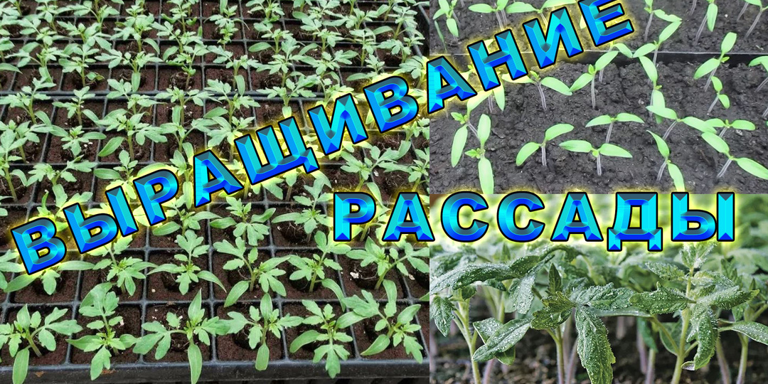 Выращивание здоровой рассады. Посев семян.