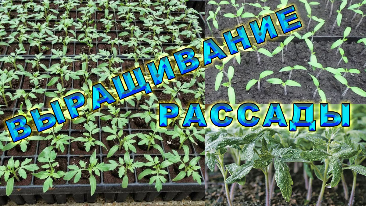 Как подготовить хорошую расаду.