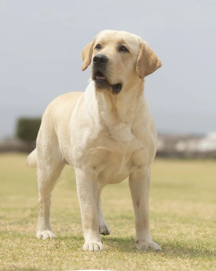Лабрадор (Картинка из открытых источников)