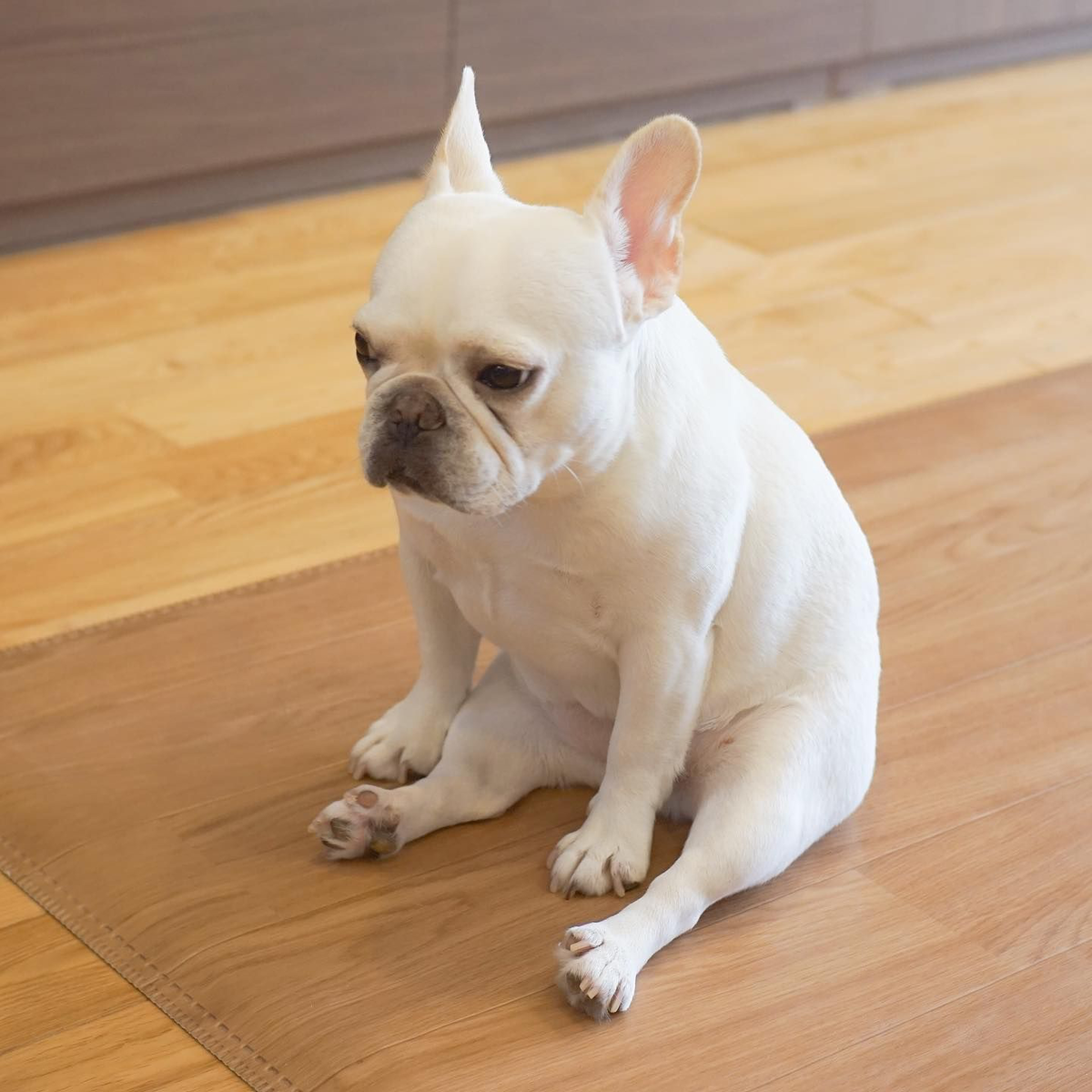 Французский бульдог (Картинка из открытых источников)