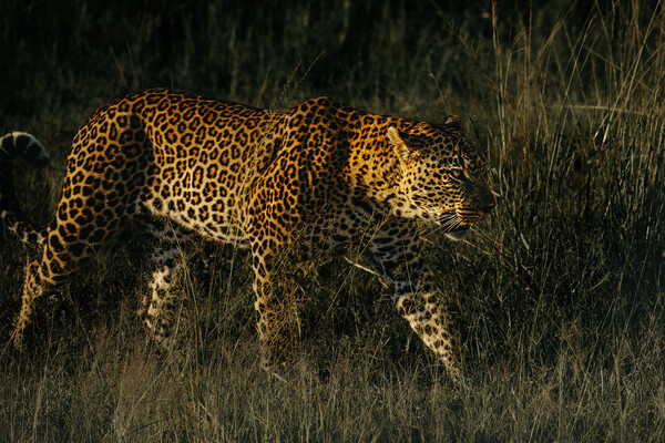 Sameer Choudhury/Shuttertstock/FOTODOM   📷