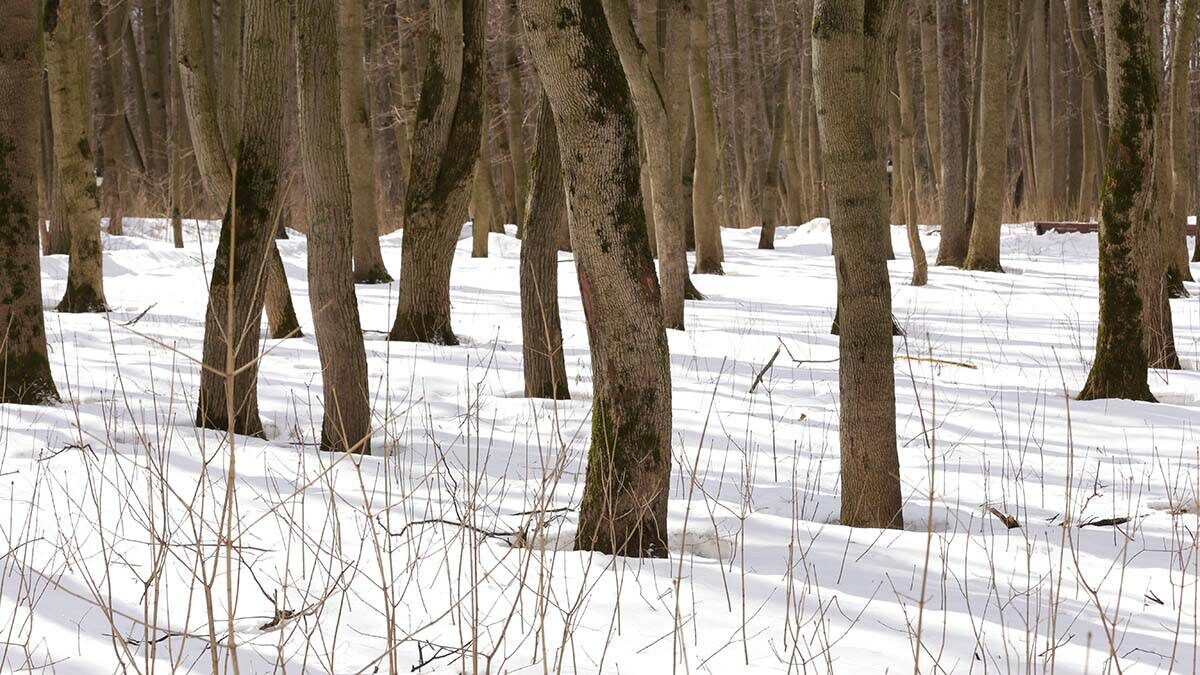    Фото: Анатолий Цымбалюк / Вечерняя Москва