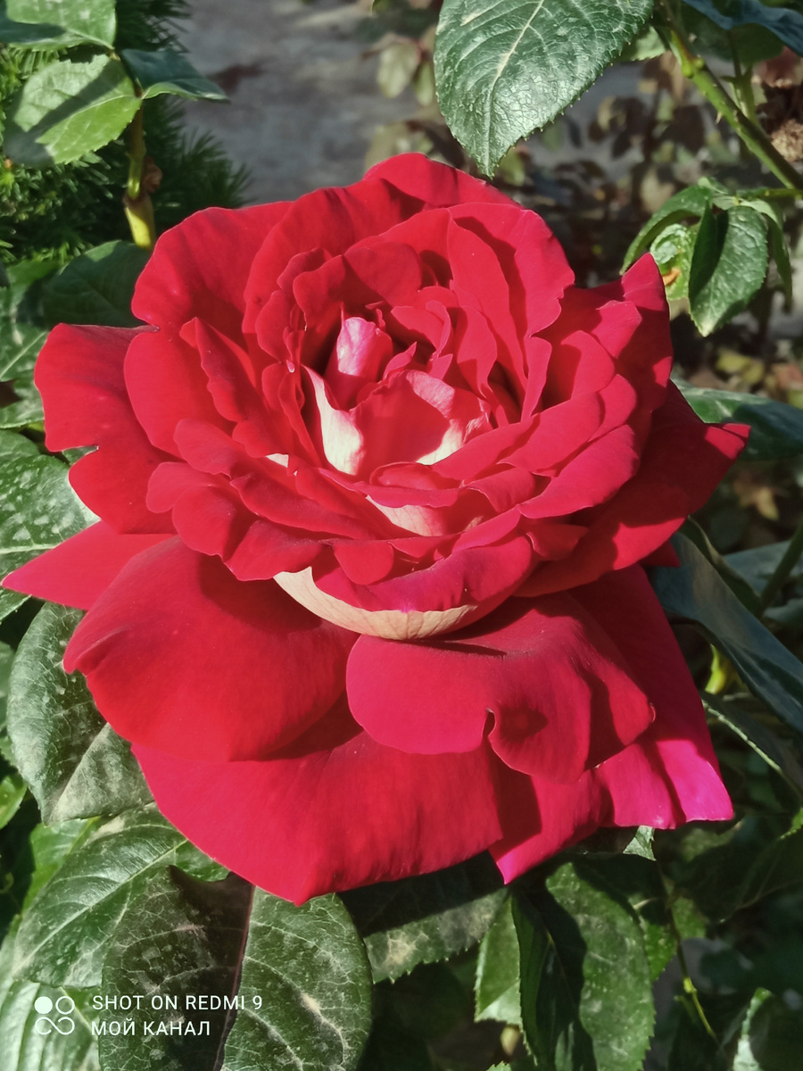 Ч/г роза Кроненбург в моем саду. Фото автора.