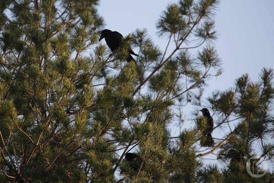    Фото: Дмитрий Рогулин / "Городские вести"