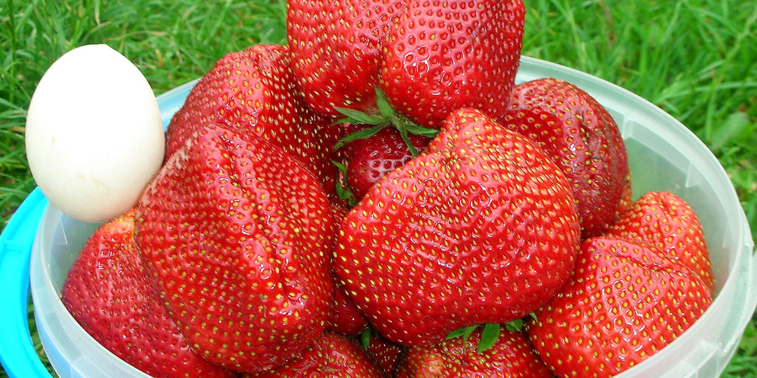 Клубника размером с кулак: 9 старых секретов советских дачников, которыми многие сейчас брезгуют. А зря!