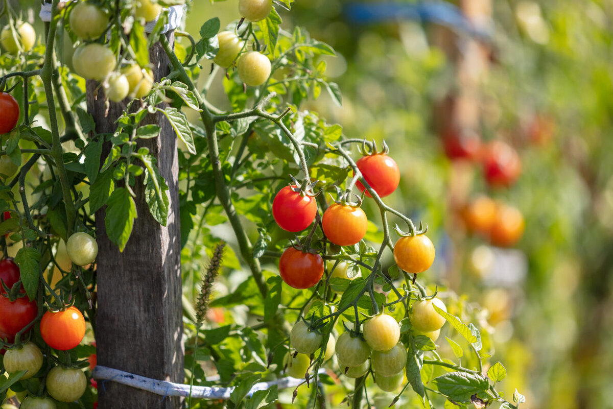    Томаты 123RF/legion-media.ru