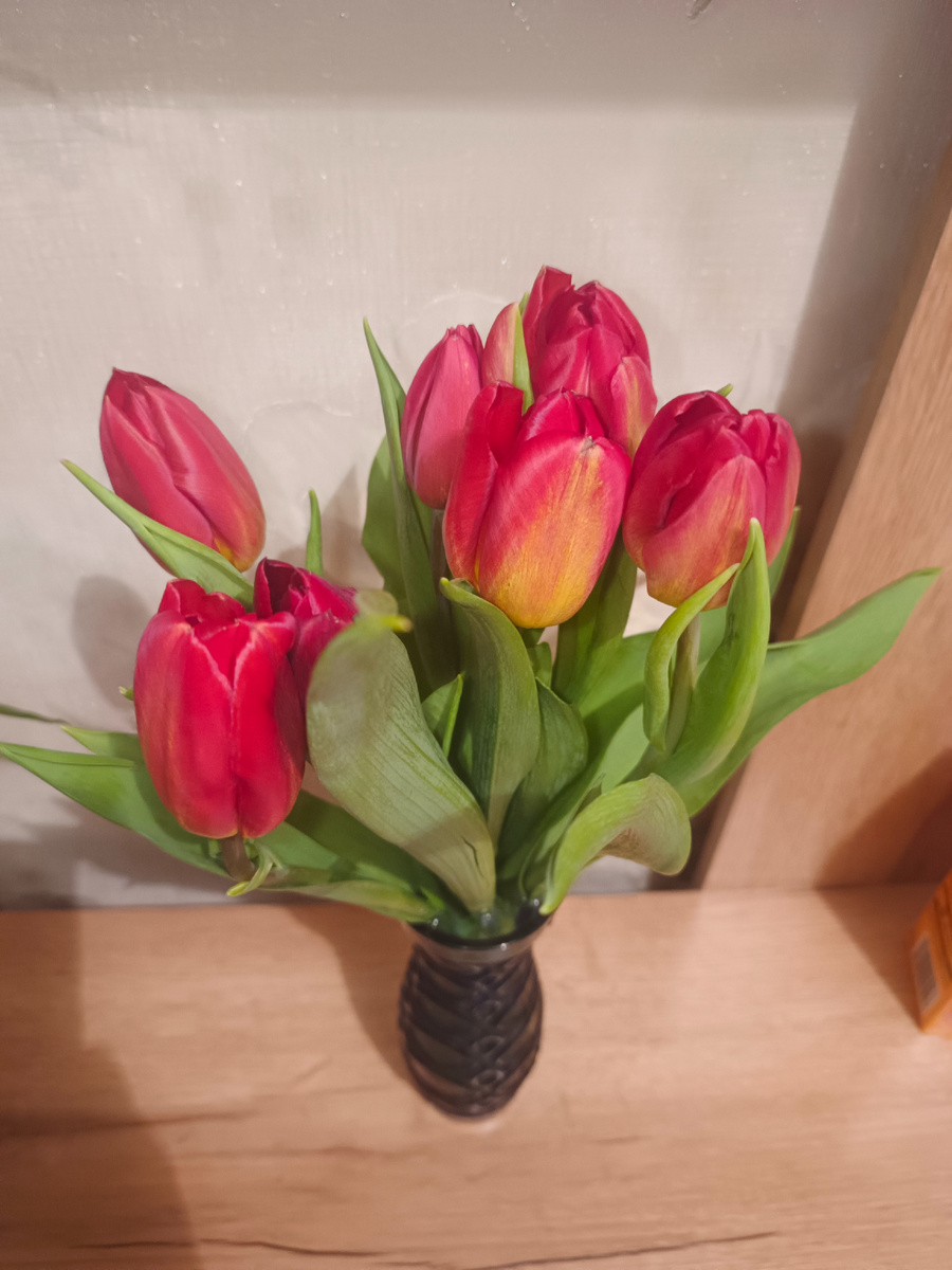 Мои тюльпаны, 2026г