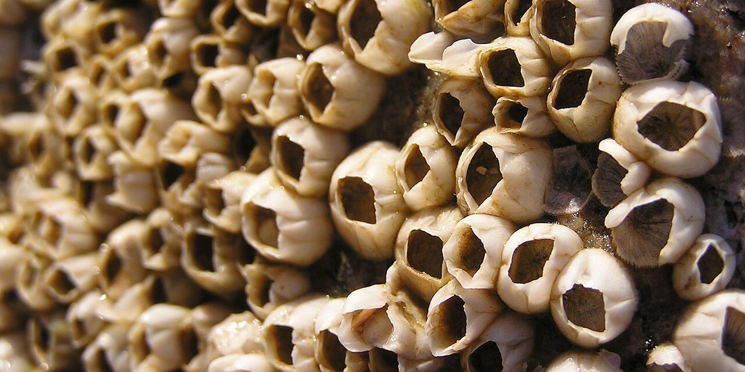 Балянусы - морские желуди