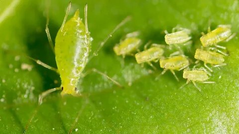 Вредитель тля