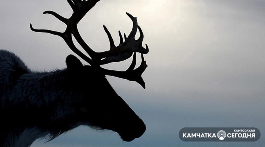 Фото ИА «Камчатка» (архив)