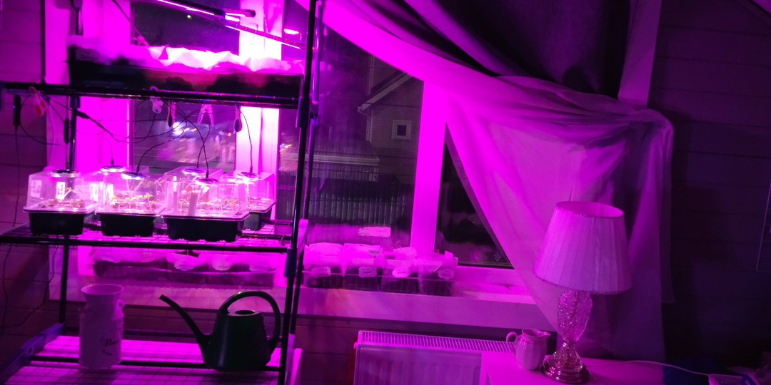 "Одноклассники" Продаж давно нет.Уйти или остаться?/ Жизнь в розовом свете