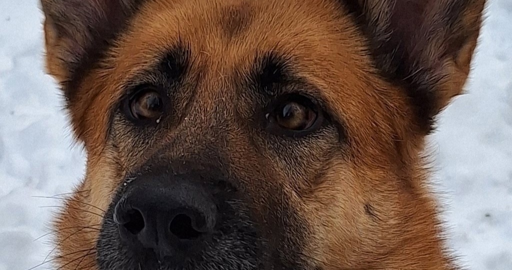 Красивая собака Эмми в поисках дома. Санкт-Петербург