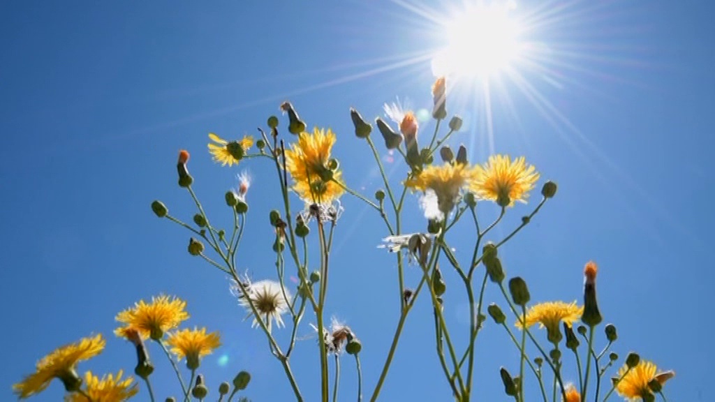    весна лето газон луг цветы солнце сорняки